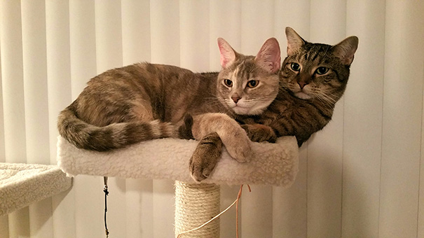 Two cats snuggling together on a cat tree, ready for Valentine's Day.