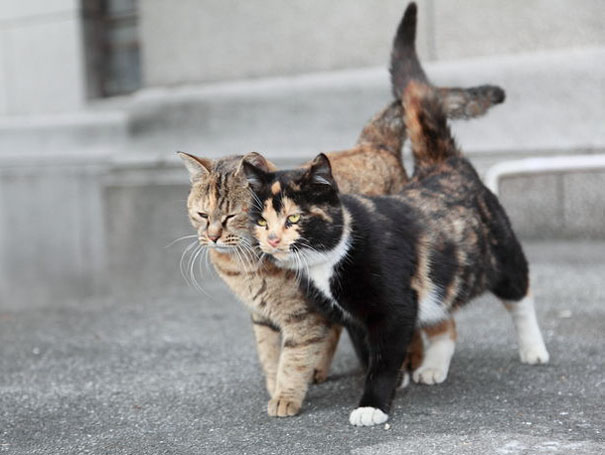 Two cats walking together, displaying affection, ready for Valentine's Day.