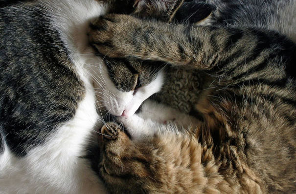Two cats cuddling affectionately, showcasing their cuteness in a cozy setting for Valentine's Day.