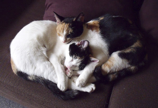 Cats cuddling affectionately on a brown couch.