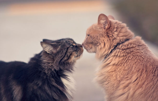 Two cats touching noses, showing affection like a Valentine's Day gesture.