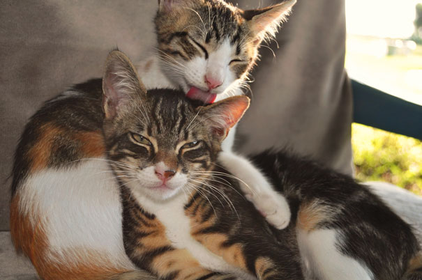 Two cats cuddling affectionately on a chair, preparing for Valentine's Day.