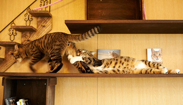 Two playful cats on a wooden shelf, getting ready for Valentine's Day with cat-themed decor around them.