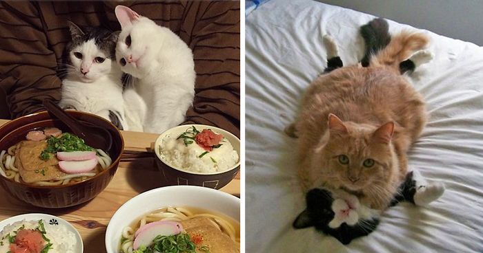 114 Cats Ready For Valentine’s Day
