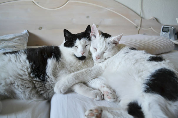Two cats cuddling on a bed, ready for Valentine's Day, with a cozy and loving atmosphere.