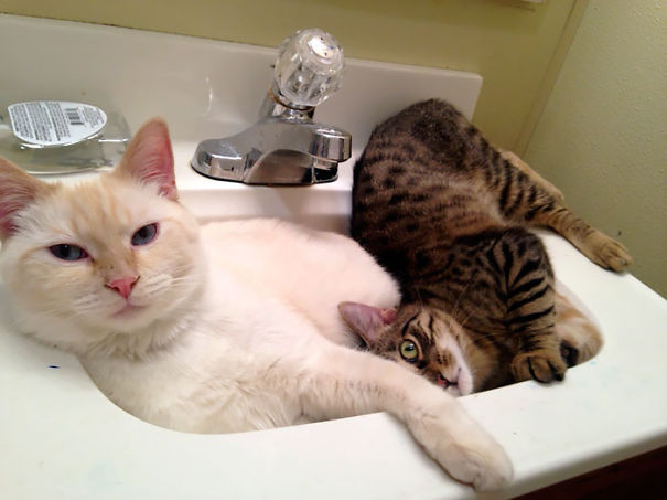 Two cats lounging in a bathroom sink, playfully ready for Valentine's Day.