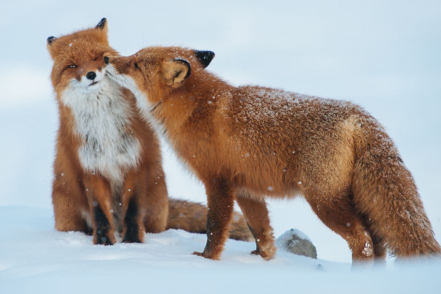 Foxes In Love