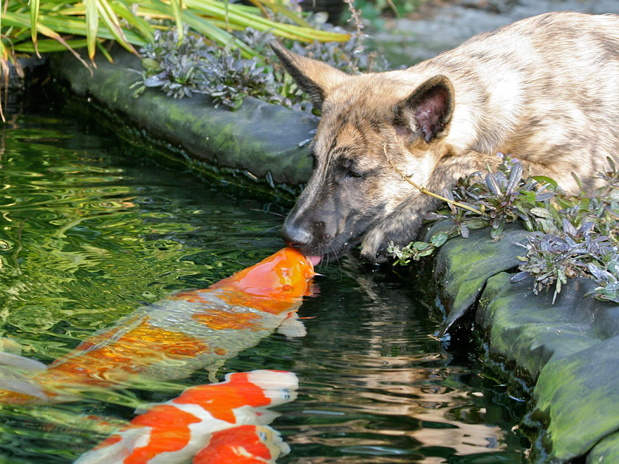 Kissing A Koi