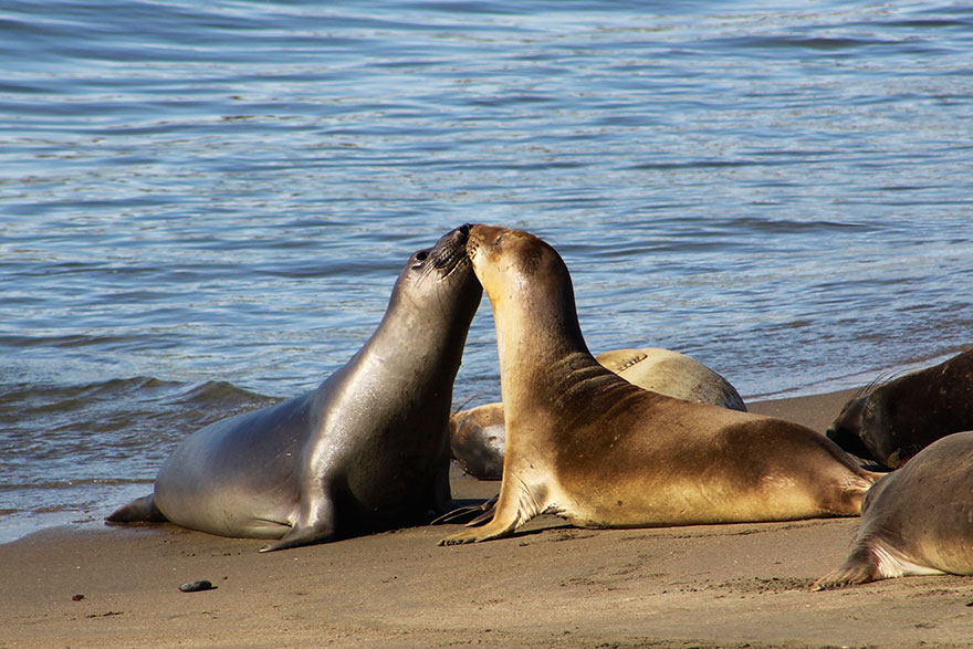 Kissing Elephant Seals
