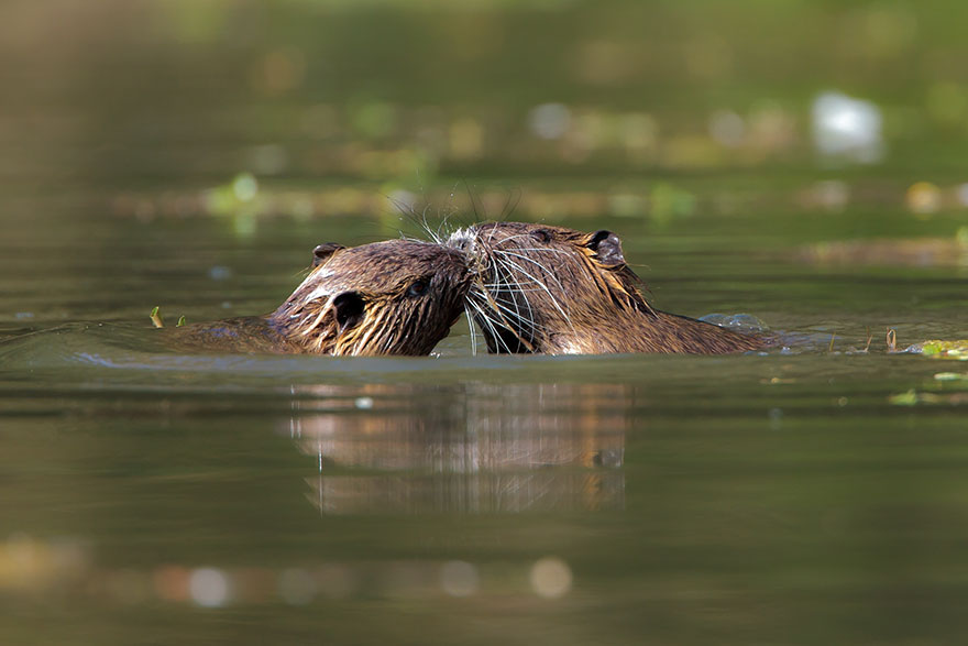 Kissing Coypus