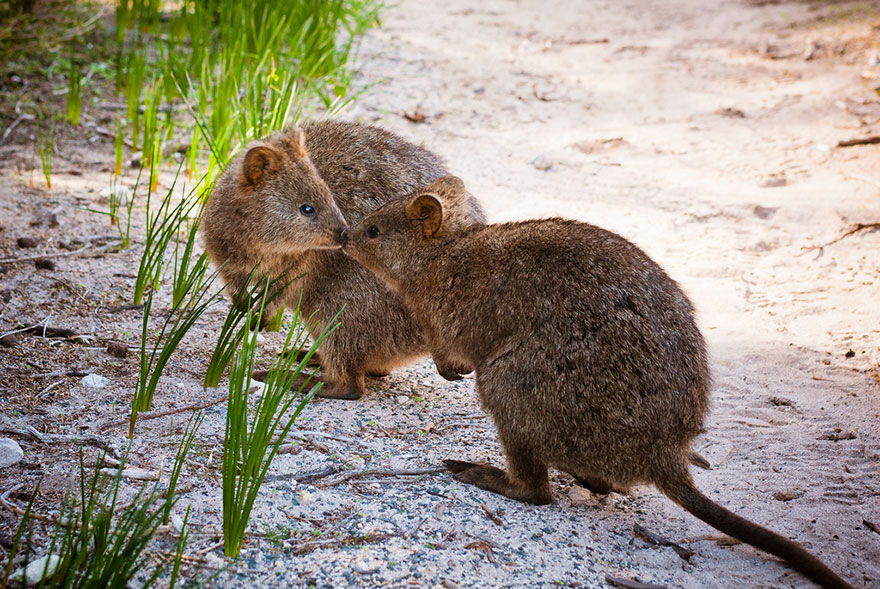 Kissing Quokkas