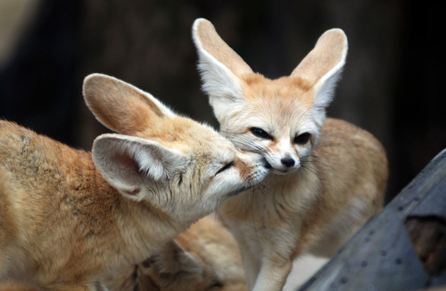 Fennec Fox Kisses