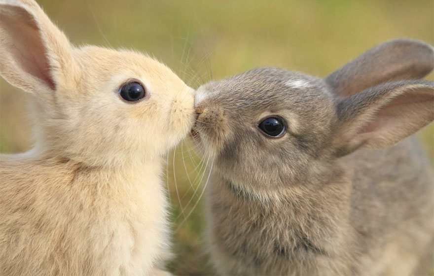 Bunny Kiss