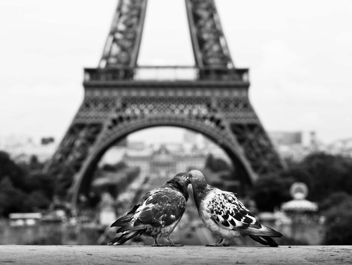 76 Kissing Animals Prove That Kisses Aren’t Just For People