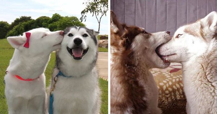76 Kissing Animals Prove That Kisses Aren’t Just For People