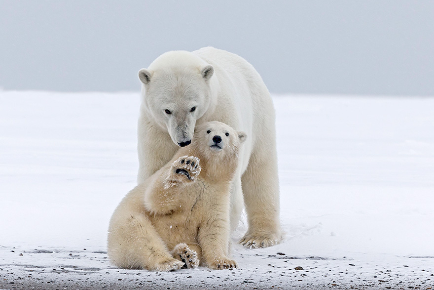 Baby Polar Bear Just Want To Say Hi