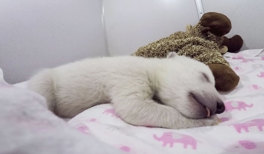 Baby Polar Bear Sleeping With A Stuffed Animal