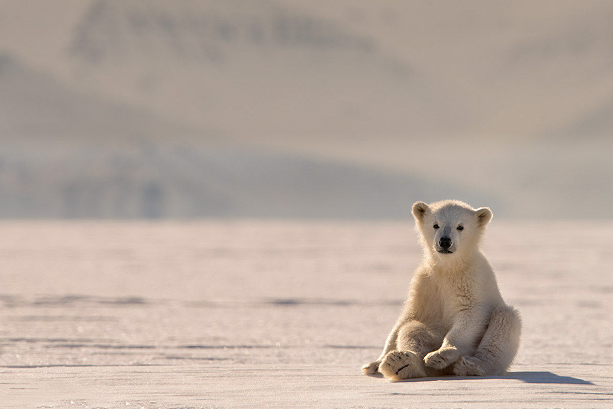 A Curious Baby Polar Bear Just Sat Down In Front Of Me And We Looked Eye To Eye