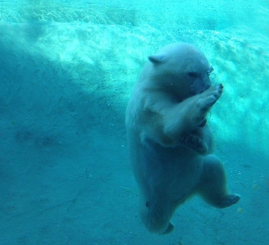 Polar Bear Ninja