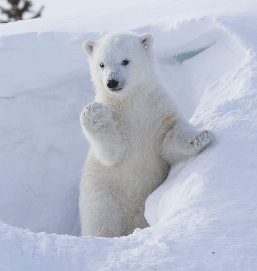 Waving Polar Bear