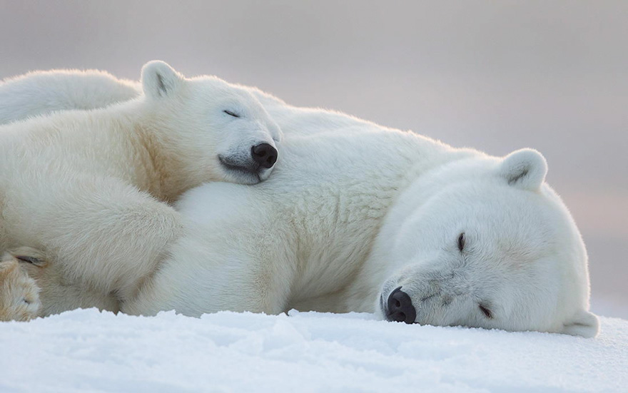 Goodnight, Polar Bears