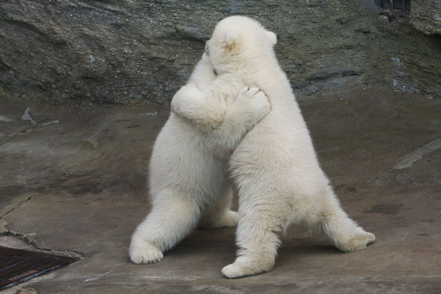 Vienna's Polar Bear Cubs Wrestle