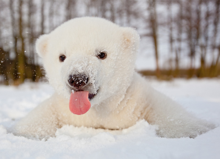 30 Cute Baby Polar Bears Celebrate International Polar Bear Day