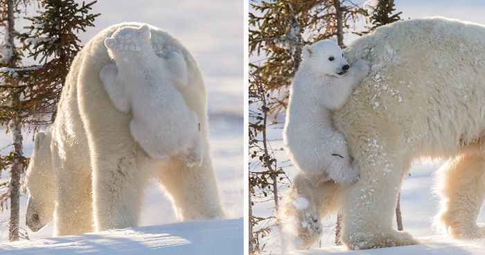 30 Cute Baby Polar Bears Celebrate International Polar Bear Day
