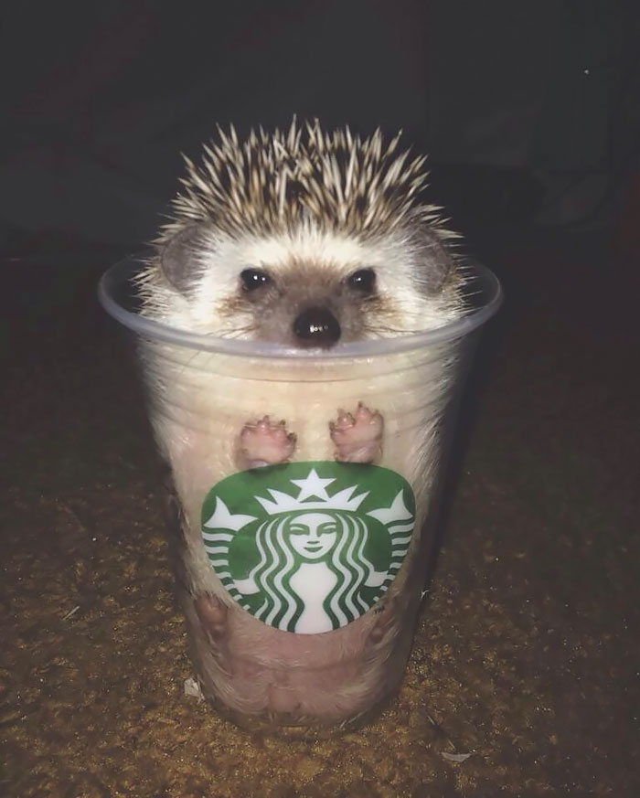 Hedgehog In A Cup