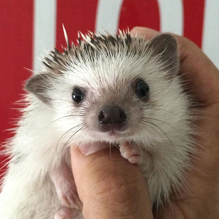 Hedgie