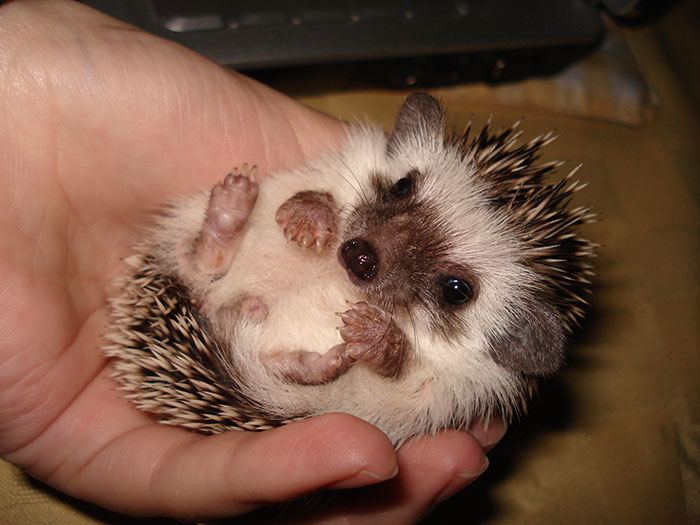 Baby Hedgehog