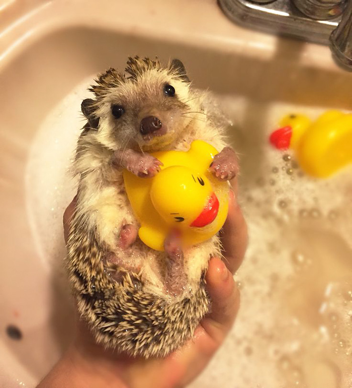 Cute Hedgehog