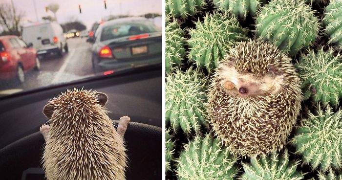 50 Adorable Pics To Celebrate Hedgehog Day
