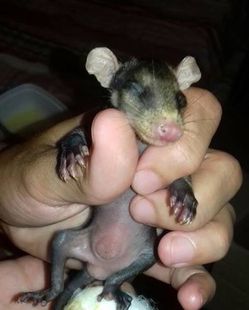 dog-adopts-opossums-baby-orphans-stephanie-maldonado-20 dog-adopts-opossums-baby-orphans-stephanie-maldonado-20