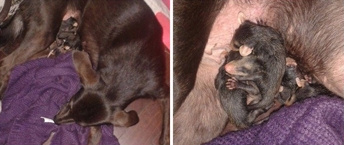 dog-adopts-opossums-baby-orphans-stephanie-maldonado-21 dog-adopts-opossums-baby-orphans-stephanie-maldonado-21