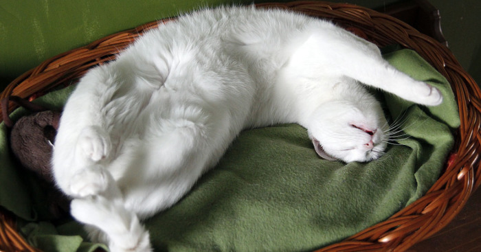 Happy Kitty, Sleepy Kitty,
Purr, Purr, Purr