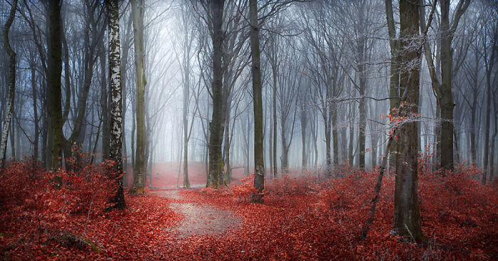 I Captured ‘Stories Of The Forests’ Inspired By My Grandmother’s Tales