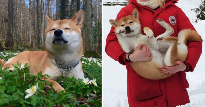 Meet Nana, The Shiba Inu Of My Life Who Is Turning 2 This Thursday