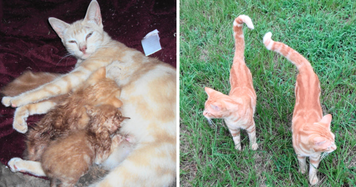 A Tale Of Two Abandoned Kittens Who Now Are Inseparable