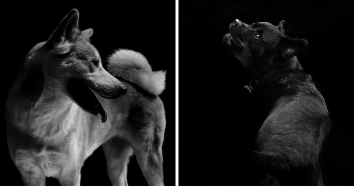 I Photograph The Natural Behaviour Of Dogs In Black And White