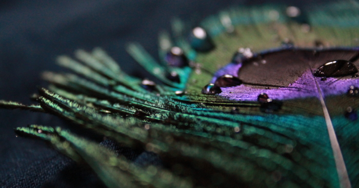 I Take Magical Photos Of Feathers And Water Drops On My Bedroom Floor