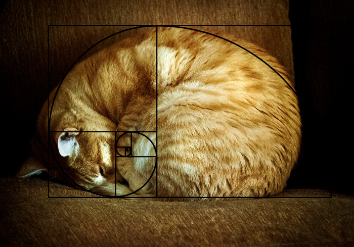 Fibonacci's Cat