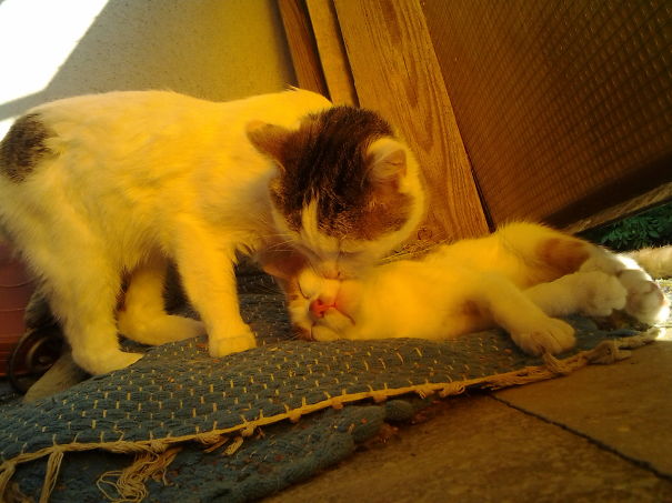 Cats cuddling affectionately on a mat, capturing a loving Valentine's Day moment.