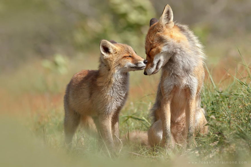 Foxy Love: Photographer Proves That Foxes Are Extremely Loving Creatures (11 Pics) Foxy Love: Photographer Proves That Foxes Are Extremely Loving Creatures (11 Pics)