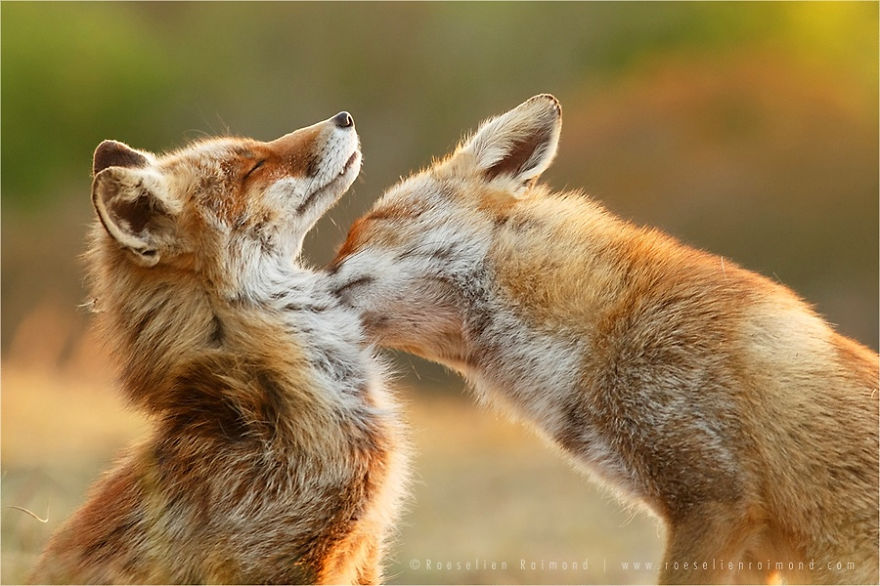 Foxy Love: Photographer Proves That Foxes Are Extremely Loving Creatures (11 Pics)