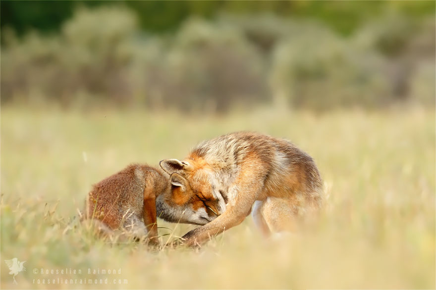 Foxy Love: Photographer Proves That Foxes Are Extremely Loving Creatures (11 Pics) Foxy Love: Photographer Proves That Foxes Are Extremely Loving Creatures (11 Pics)