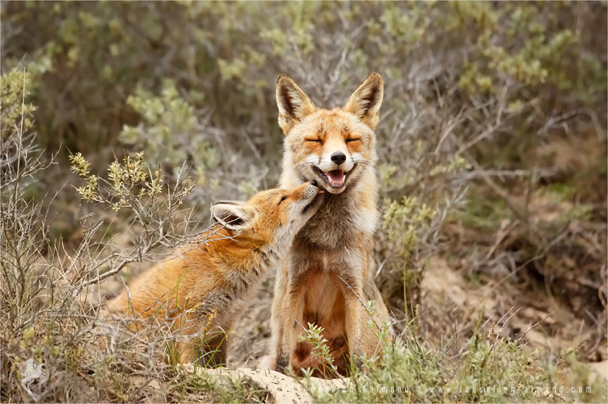 Foxy Love: Photographer Proves That Foxes Are Extremely Loving Creatures (11 Pics)