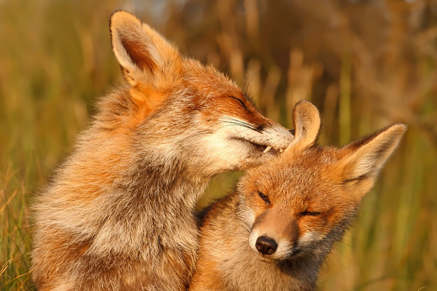 Foxy Love: Photographer Proves That Foxes Are Extremely Loving Creatures (11 Pics) Foxy Love: Photographer Proves That Foxes Are Extremely Loving Creatures (11 Pics)