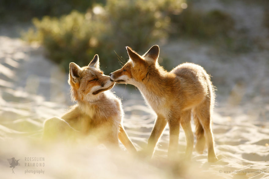 Foxy Love: Photographer Proves That Foxes Are Extremely Loving Creatures (11 Pics)