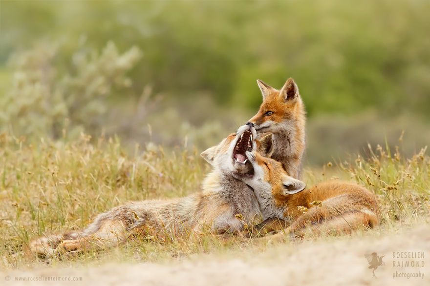 Foxy Love: Photographer Proves That Foxes Are Extremely Loving Creatures (11 Pics)